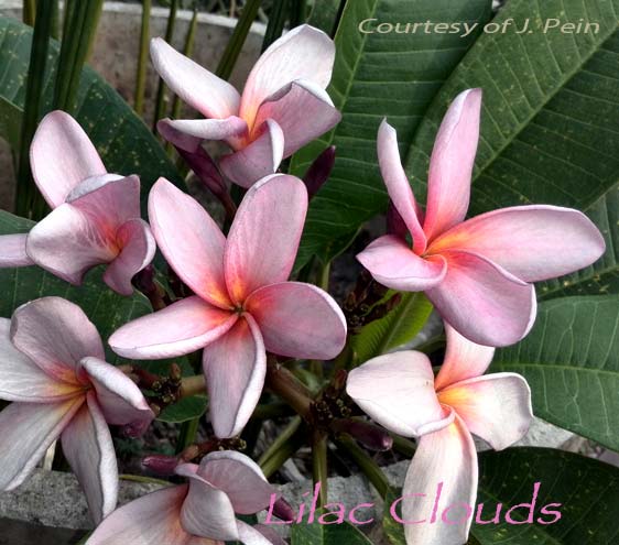 Plumeria rubra LILAC CLOUDS