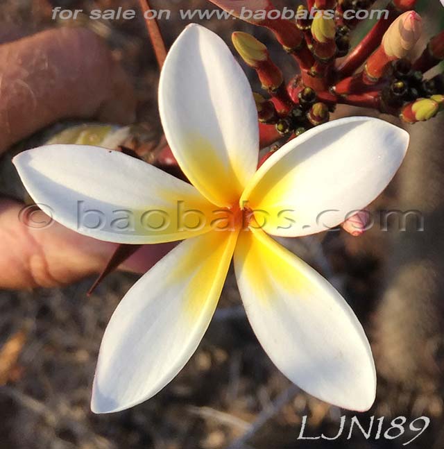 Plumeria rubra LJN189