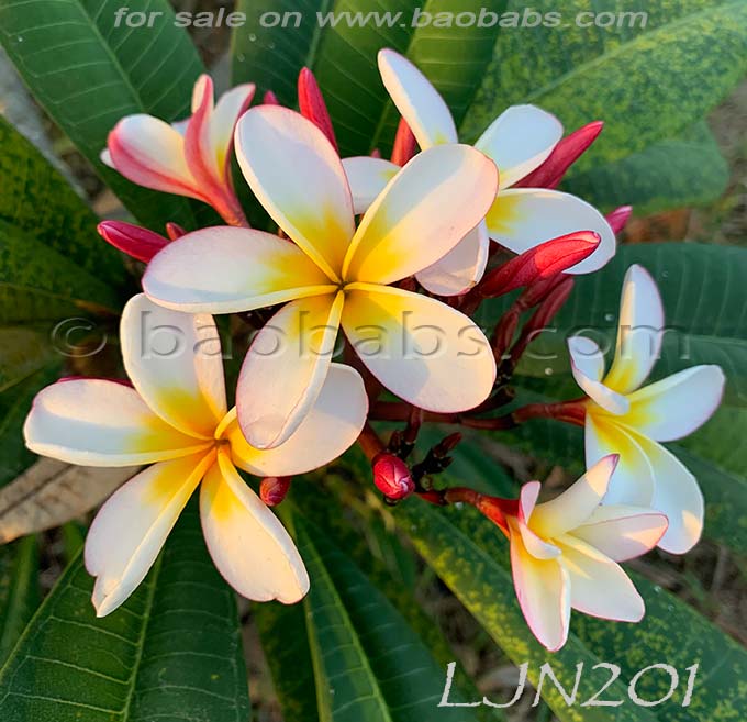 Plumeria rubra LJN201