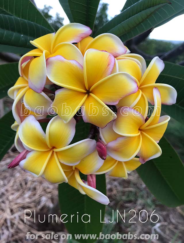 Plumeria rubra LJN206