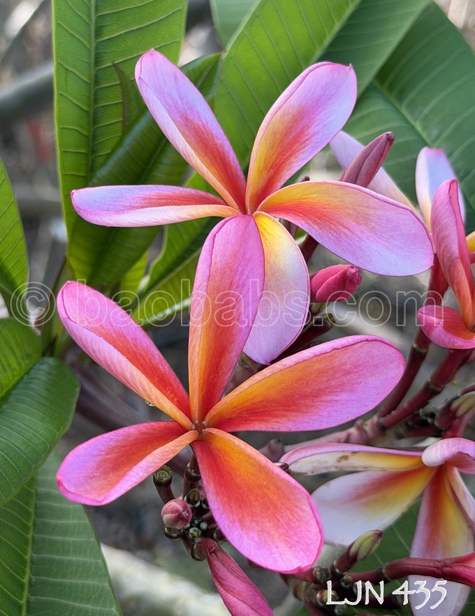 Plumeria rubra LJN435