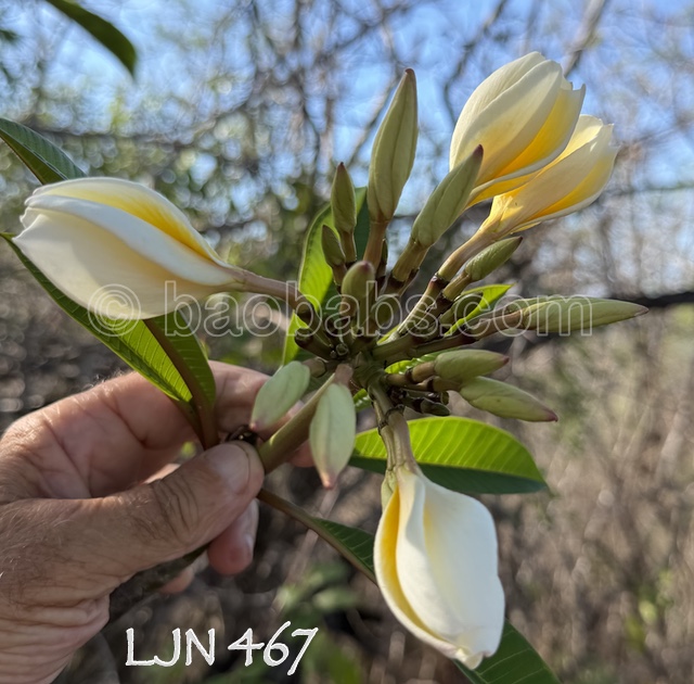 Plumeria rubra LJN467