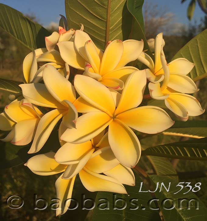 Plumeria rubra LJN538