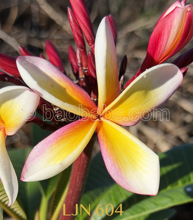 Plumeria rubra LJN604