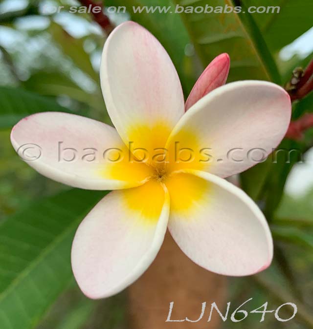 Plumeria rubra LJN640