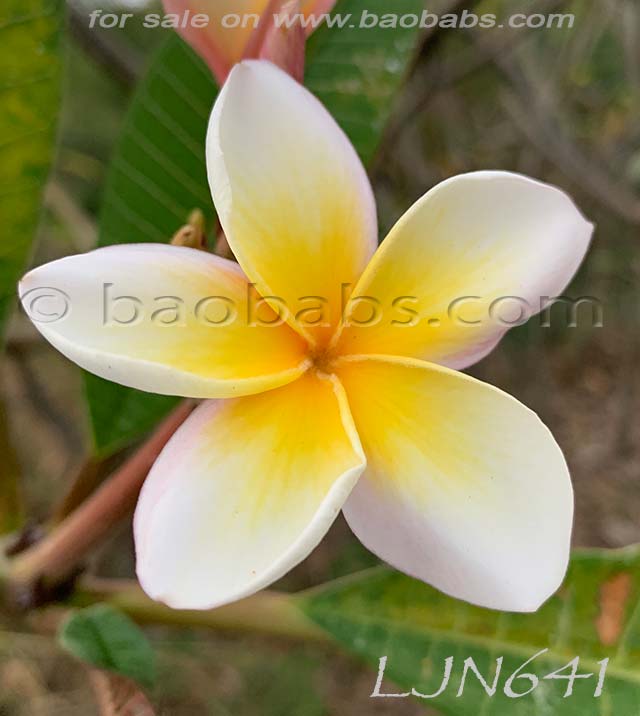 Plumeria rubra LJN641