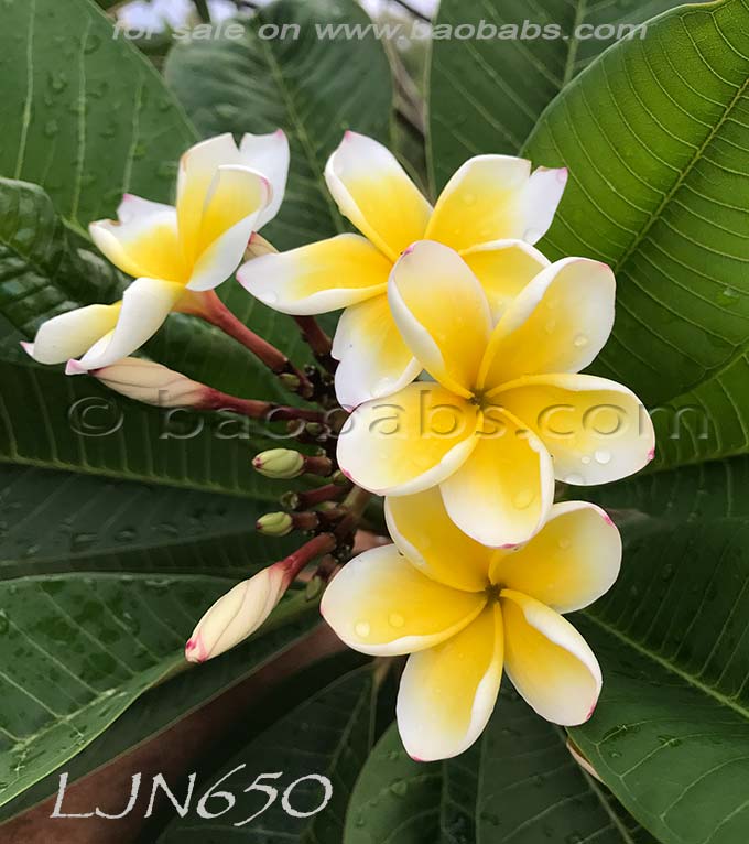 Plumeria rubra LJN650