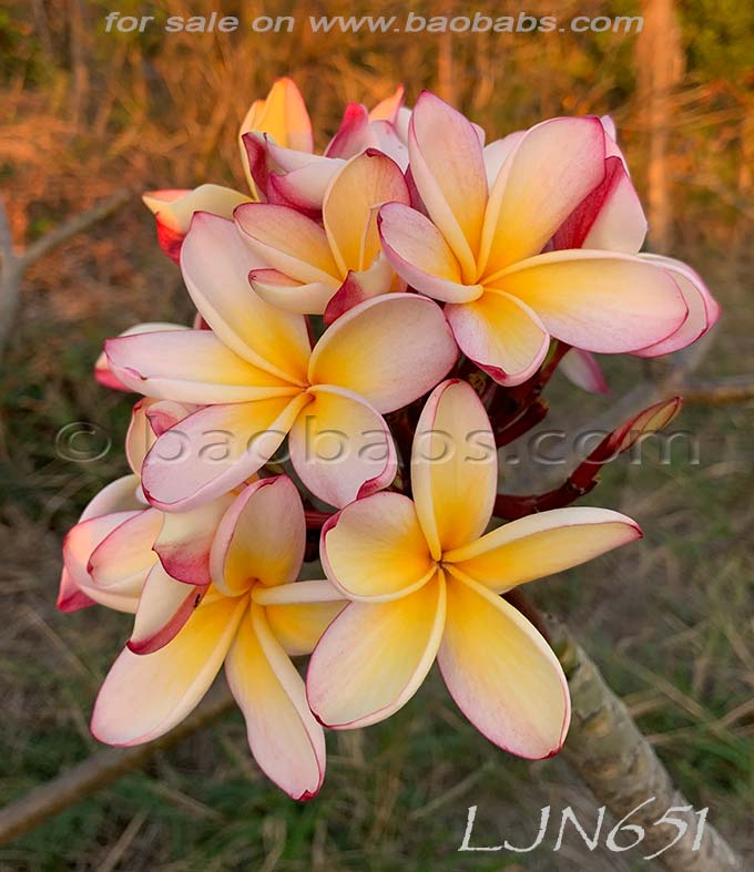 Plumeria rubra LJN651