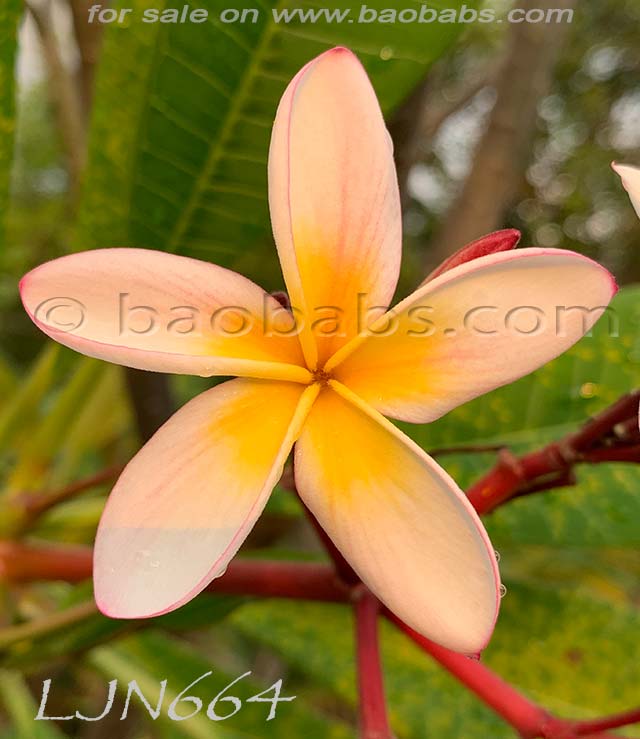 Plumeria rubra LJN664