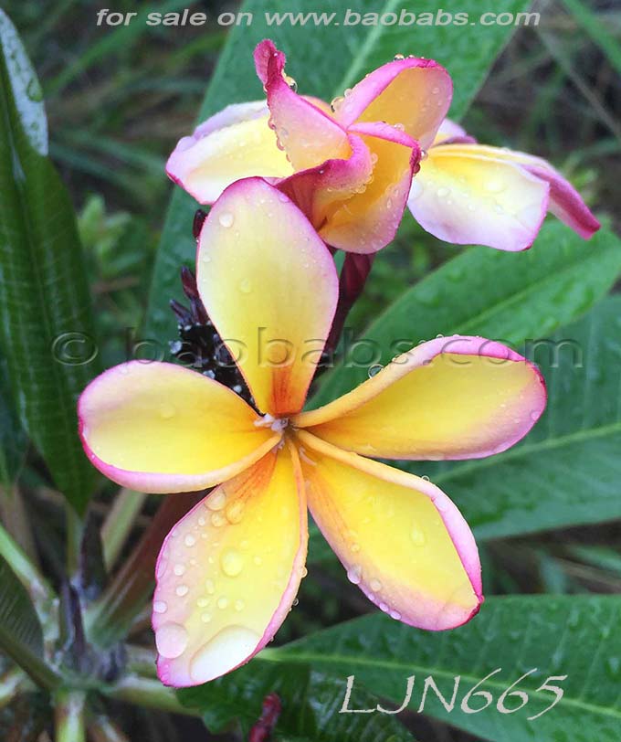 Plumeria rubra LJN665