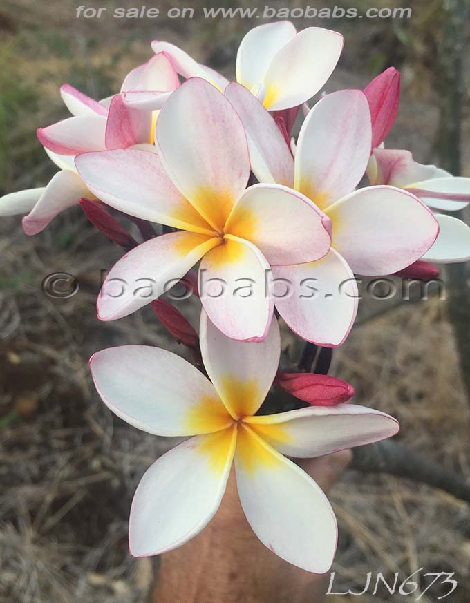 Plumeria rubra LJN673