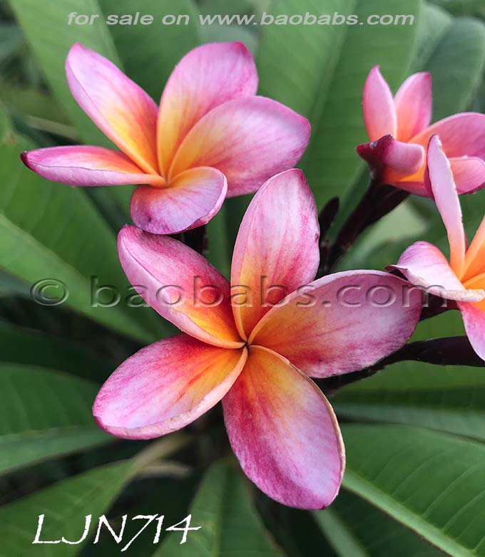 Plumeria rubra LJN714