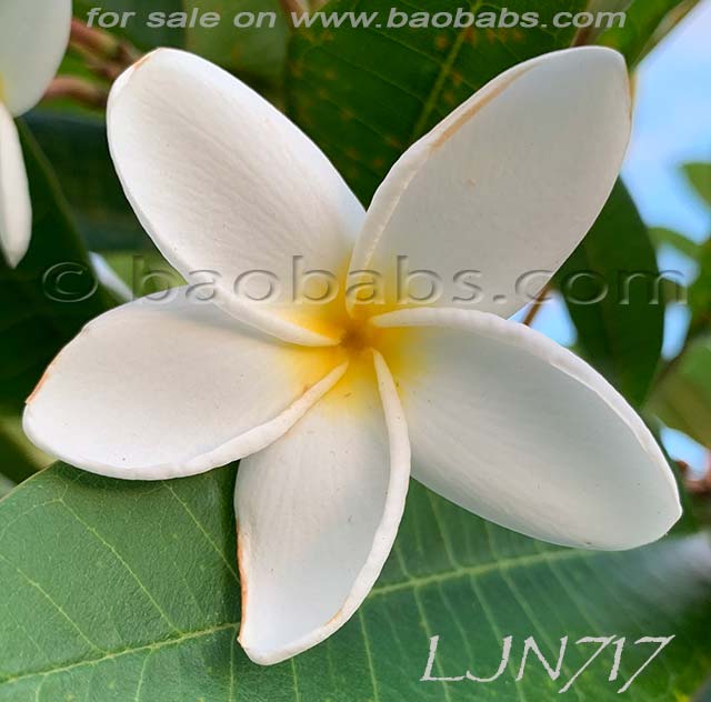 Plumeria rubra LJN717