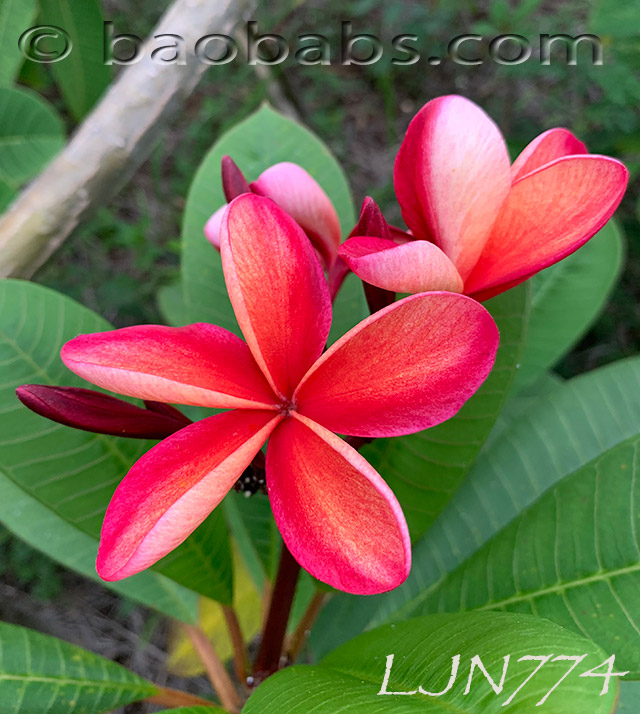 Plumeria rubra LJN774