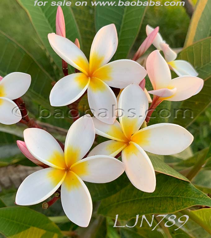 Plumeria rubra LJN789