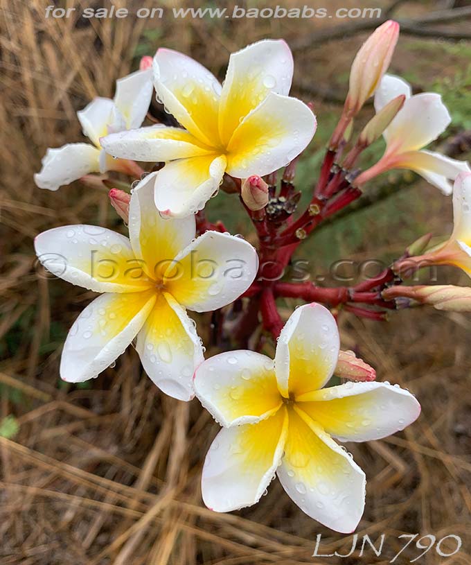 Plumeria rubra LJN790