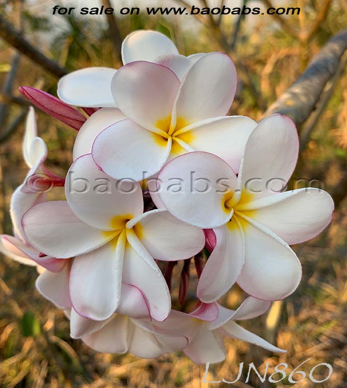 Plumeria rubra LJN860