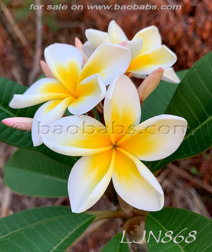 Plumeria rubra LJN868