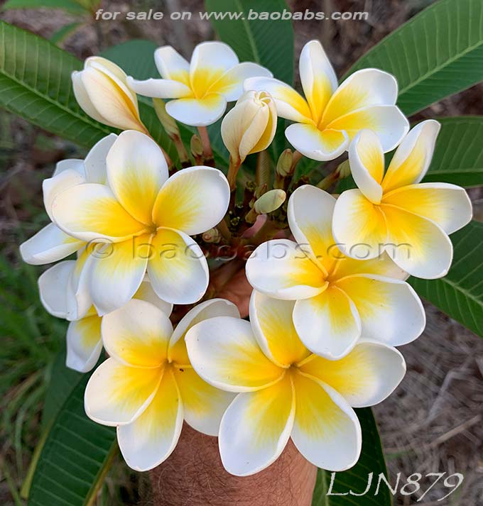 Plumeria rubra LJN879