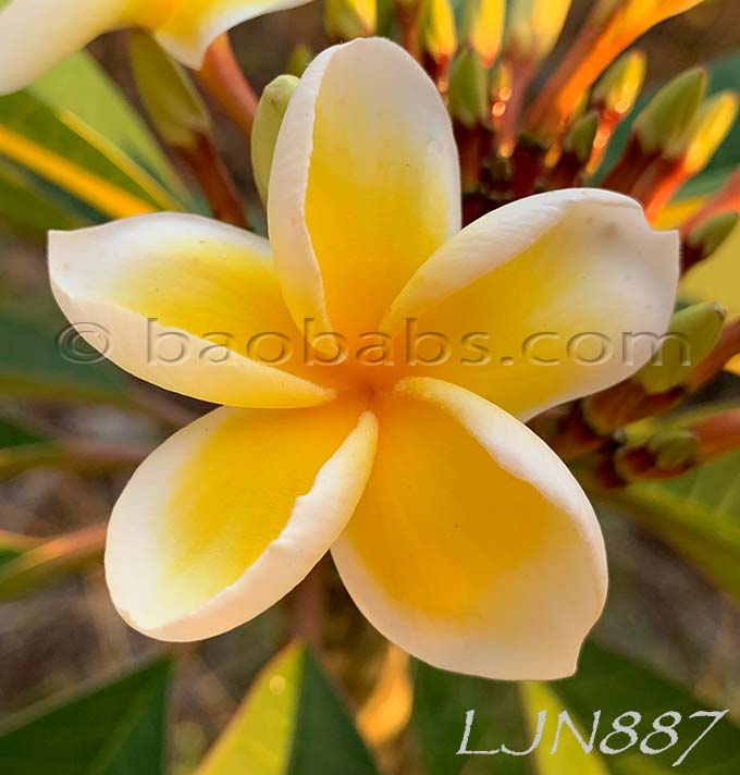 Plumeria rubra LJN887