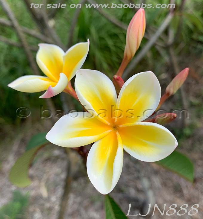 Plumeria rubra LJN888