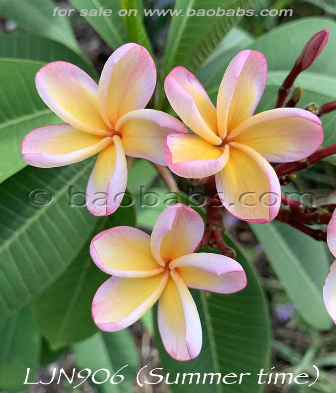 Plumeria rubra LJN906