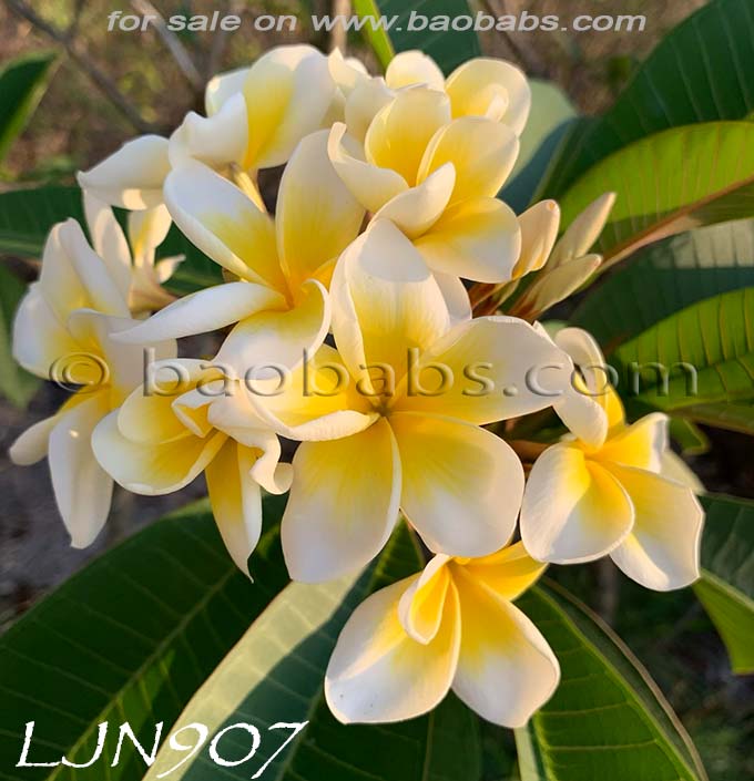 Plumeria rubra LJN907