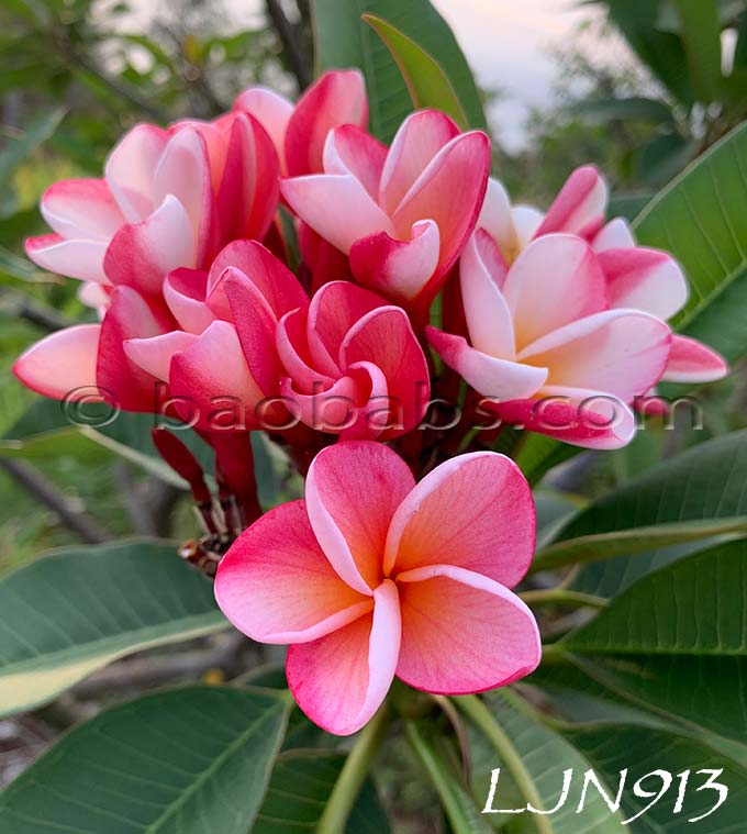 Plumeria rubra LJN913