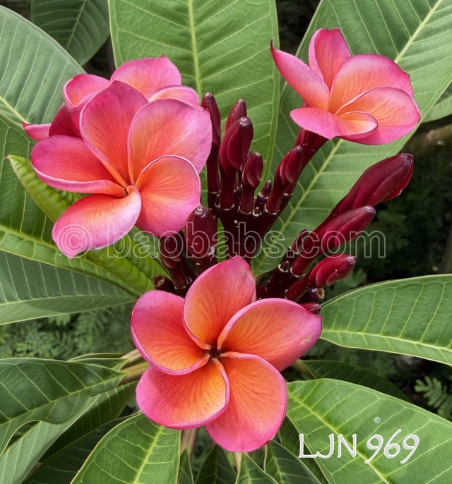 Plumeria_LJN969-2.jpeg
