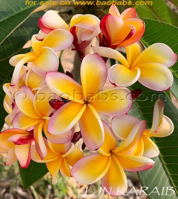 Plumeria rubra LJN KARAIB