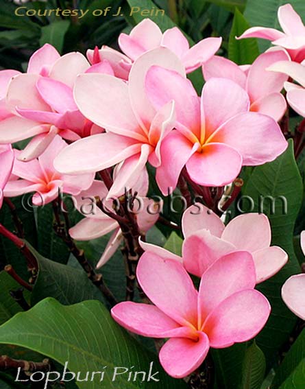 Plumeria rubra LOPBURI PINK