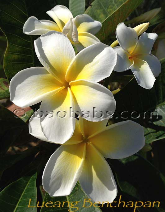 Plumeria rubra LUEANG BENCHAPAN AKA  4038, Lueang Bendjapan