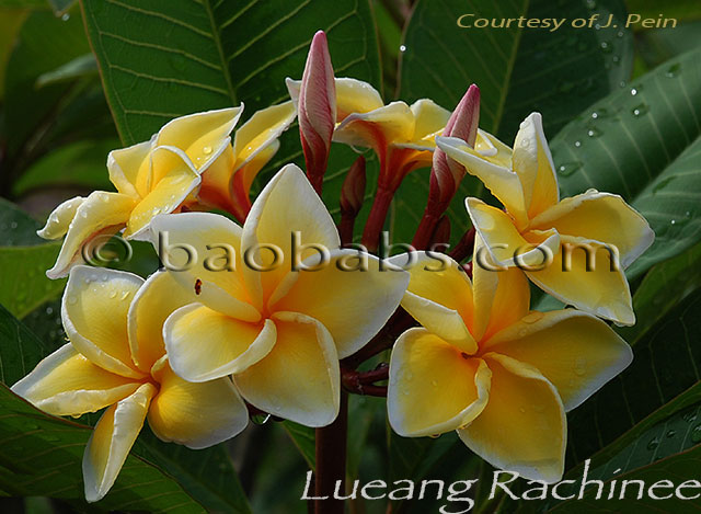 Plumeria rubra LUEANG RACHINEE