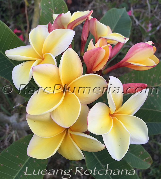 Plumeria rubra LUEANG ROTCHANA