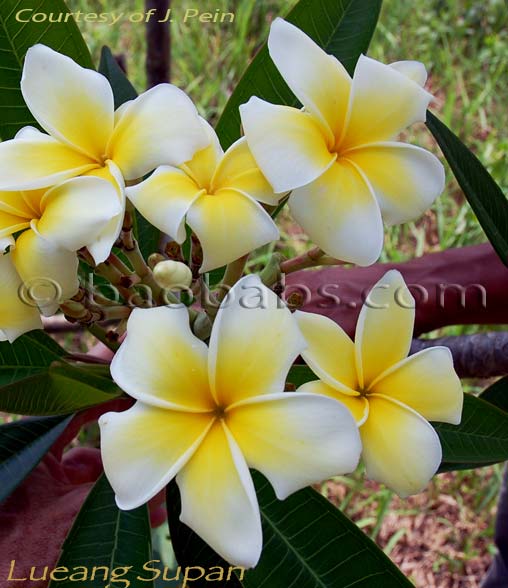 Plumeria rubra LUEANG SUPAN AKA  Yellow Supan