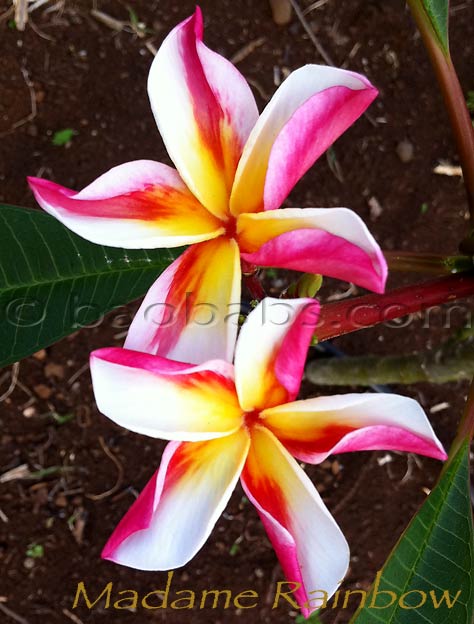 Plumeria rubra MADAME RAINBOW