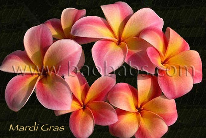 Plumeria rubra MARDI GRAS