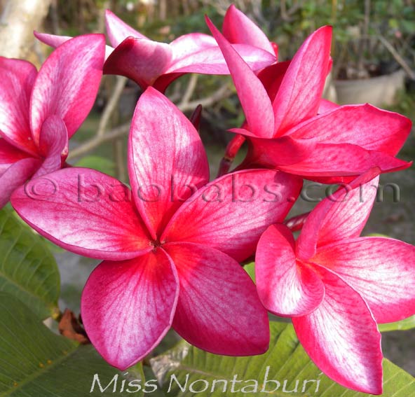 Plumeria rubra MISS NONBURI AKA   Red Butterfly, Bewitched , Miss Nonthaburi, Saw Mongnon, Sao Mongnon, Sao Nonburi, Nonthaburi Lady, Nonburi Lady, Sao Nonthaburi