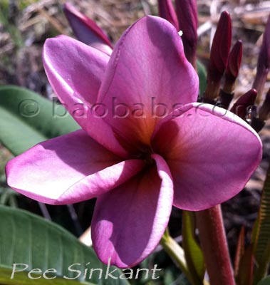 Plumeria rubra MUANG PUANG ROI