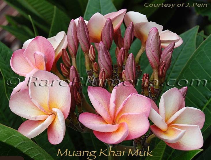 Plumeria rubra MUANG KHAI MUK