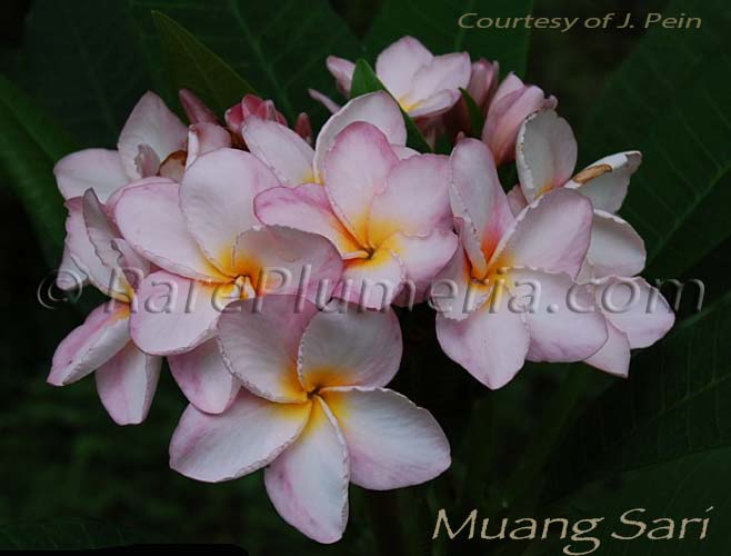 Plumeria rubra MUANG SARI AKA  P-26, Violet Sari