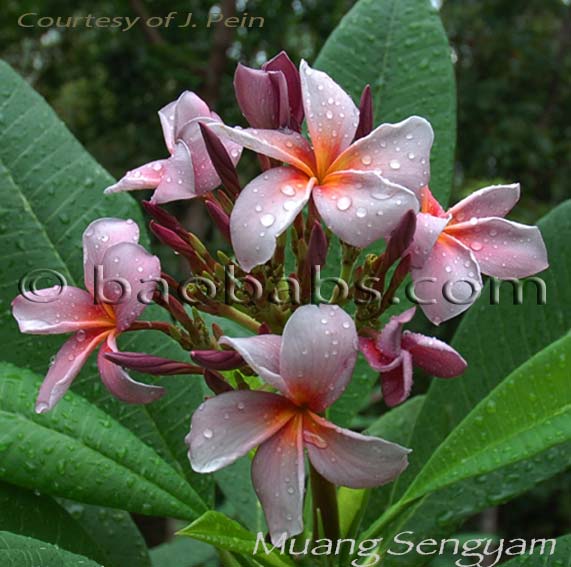 Plumeria rubra MUANG SENGYAM AKA  Sangam Violet, Siam Lavender, Indonesian Violet, Blue Canyon, Muang Sa Ngeam