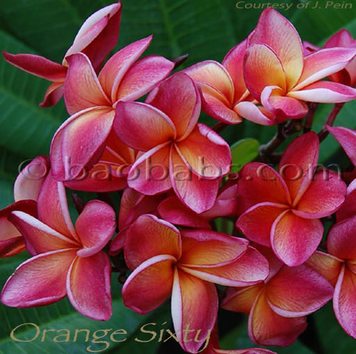 Plumeria rubra ORANGE SIXTY AKA  Dulcemia , Orange 60, Mai Tai, 4108