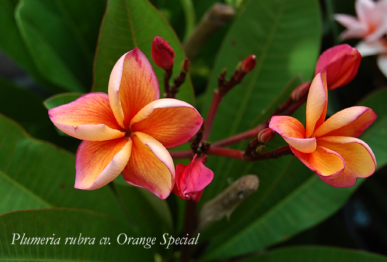 Plumeria rubra ORANGE SPECIAL AKA  Orange Special