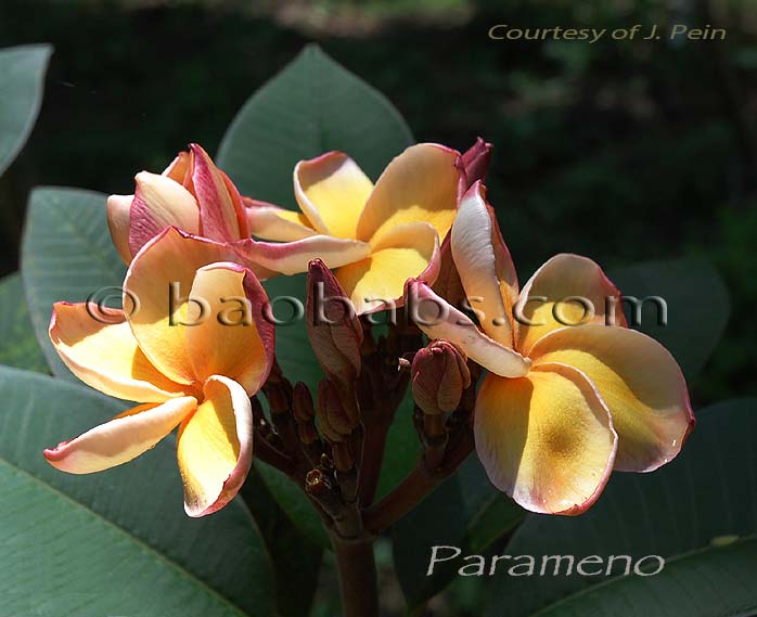 Plumeria rubra PARAMENO AKA  Paramino , Palamino