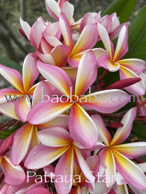 Plumeria rubra PATTAYA STAR