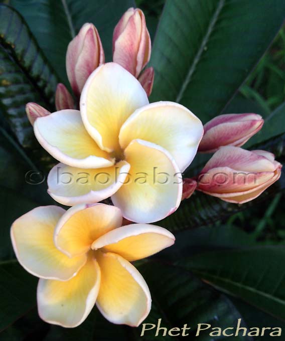 Plumeria rubra PHET PACHARA AKA  Pacharaporn Diamond