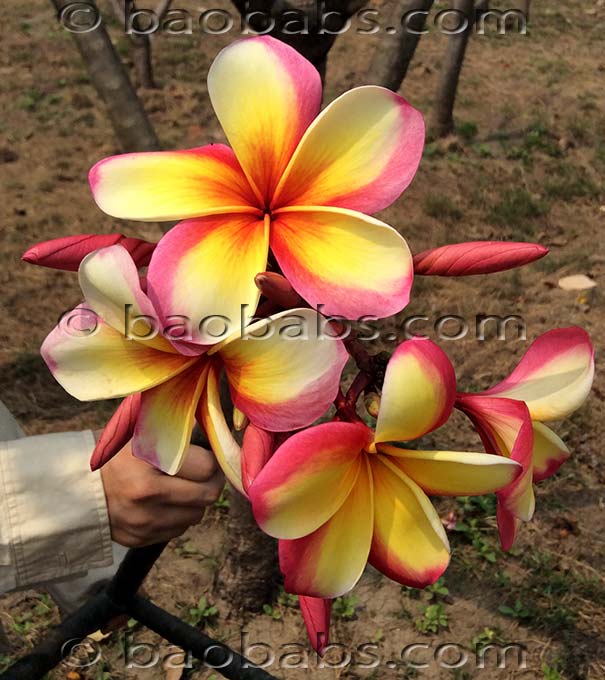 Plumeria rubra PHET PHAYARAE AKA  Brazil