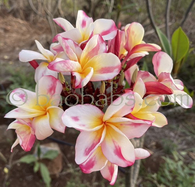 Plumeria rubra PHUTA RAKSA AKA  Phut Raksa