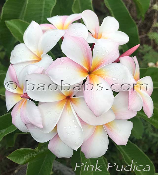 Plumeria PINK PUDICA